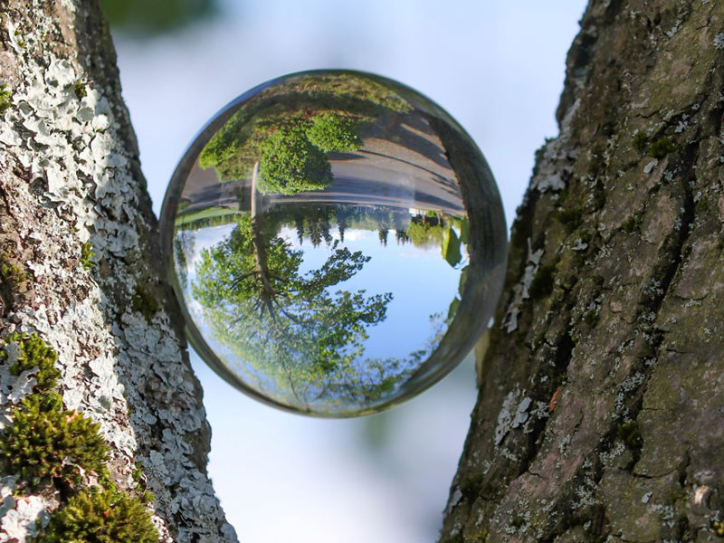 A mirror reflecting the silhouette of a tree against a soft background.